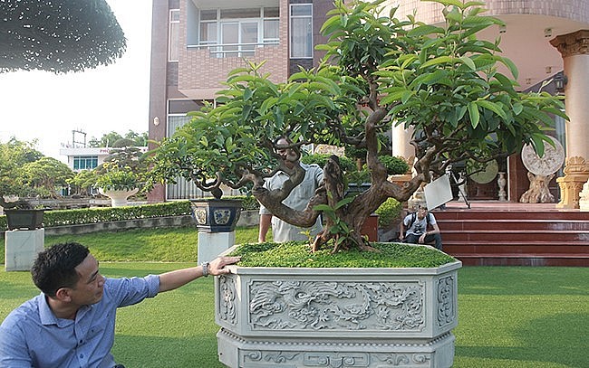 Cây ổi dáng kỳ quái, được giới chơi cây cảnh đặt cho cái tên “Tể tướng Lưu gù”. Theo một số chuyên gia, cây có tuổi đời trên 100 năm.