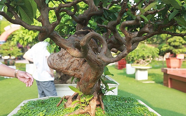 Cây ổi độc lạ có những nét của cây thế cổ Việt Nam, vừa có những nét phóng khoáng của bonsai hiện đại.