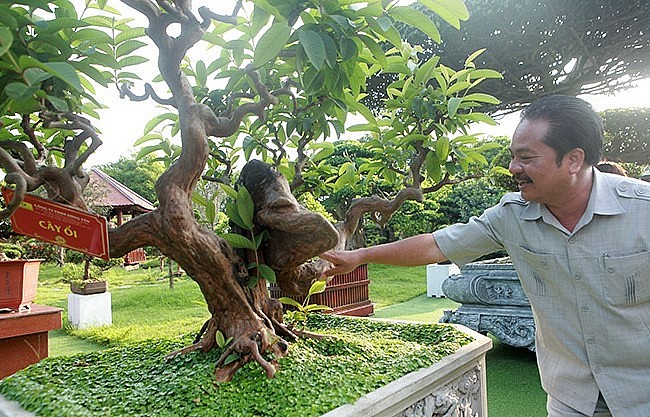 Chủ nhân của tác phẩm ổi quý hiếm này là anh Lê Văn Dũng, một đại gia về tranh đá quý và cây cảnh ở TP. Sông Công (Thái Nguyên).