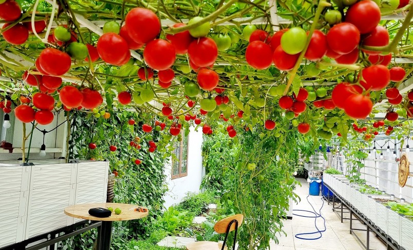 Vườn cà chua với 10 giống cà chua ngoại trên sân thượng.