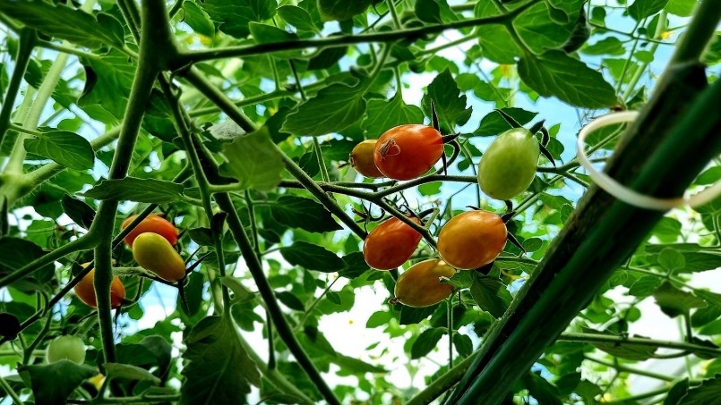Tuy nhiều loại, nhưng cách chăm sóc cà chua khá giống nhau, không có giống nào quá khó tính.