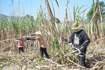 Giá mía bình ổn, nông dân Đắk Lắk phấn khởi thu hoạch và tranh thủ trồng vụ mùa mới