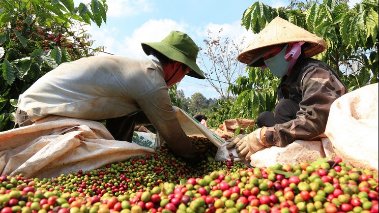 Xuất khẩu cà phê tăng mạnh ở một số thị trường
