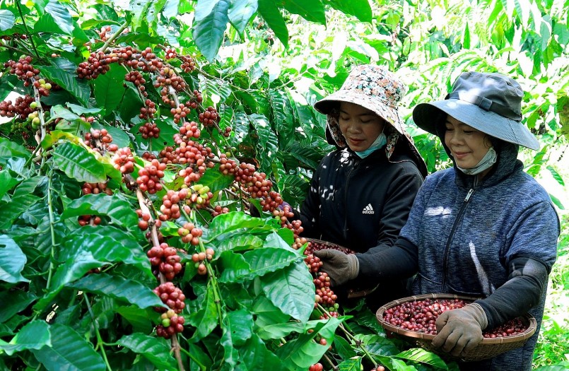 Giá nông sản hôm nay (22/2), giá cà phê tăng tích cực trên sàn kỳ hạn đẩy giá cà phê trong nước tăng thêm 300 đồng/kg.