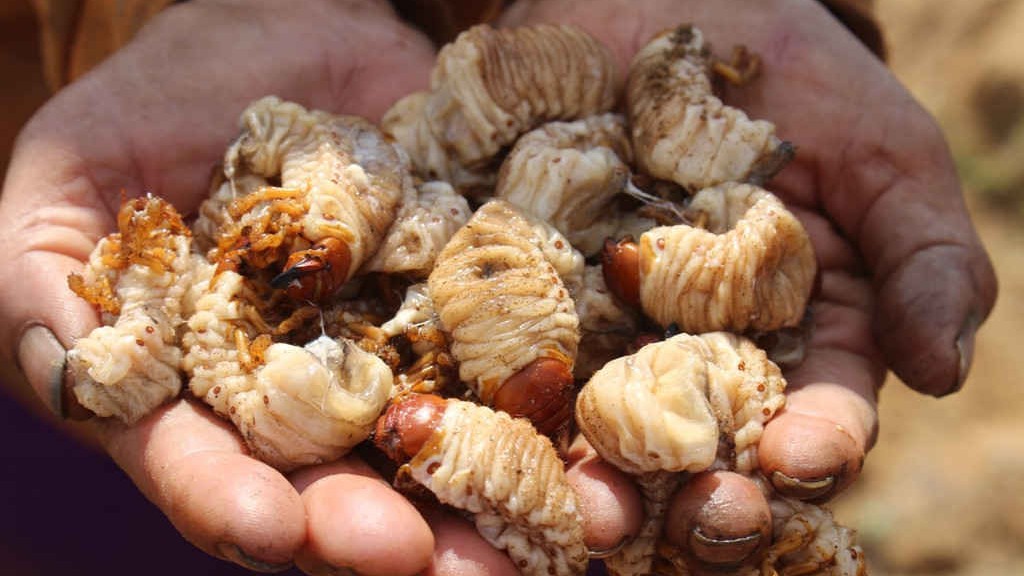 Đặc sản xưa không ai dám ăn, giờ thành món ăn bổ dưỡng quý như “hải sâm”, có giá 150.000 đồng/kg