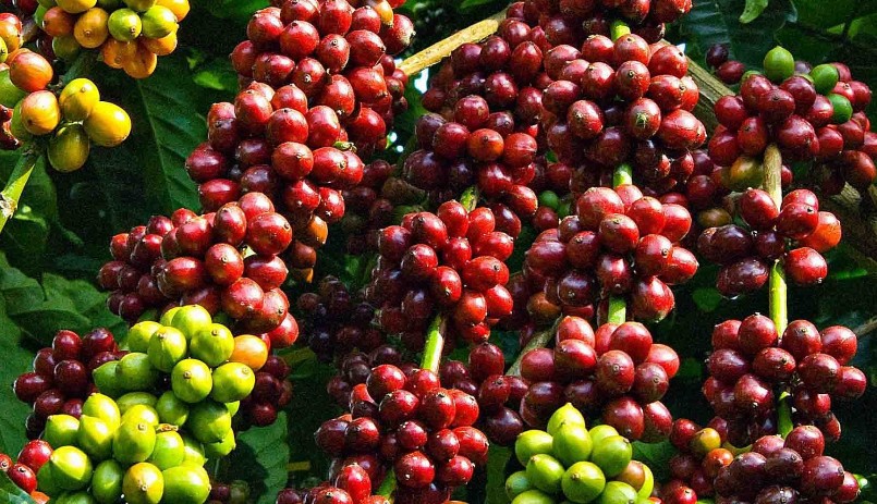 Giá nông sản hôm nay (09/3), cà phê biến động không đồng nhất trên thị trường thế giới. 