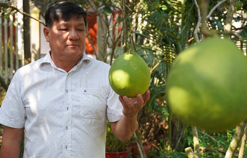 Ông Huỳnh Văn Quận bên vườn bưởi vừa thu hoạch với giá 21.000 đồng một ký. Ảnh: Hoàng Nam