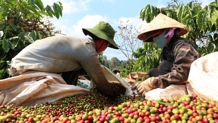 Xuất khẩu cà phê tăng mạnh cả về lượng và giá trị