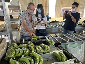 Lãi gần 4 tỷ đồng mỗi ngày nhờ trồng chuối, chuyện thật như đùa