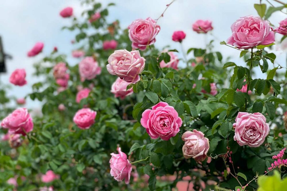 Top 54 giống hoa hồng ngoại đẹp mê mẩn mà bạn nên trồng thử