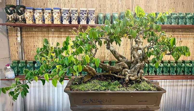 Khế được trồng thành bonsai nhiều người ưa chuộng.