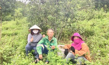 Người đưa cây mắc ca bám rễ trên đất thị xã Nghi Sơn