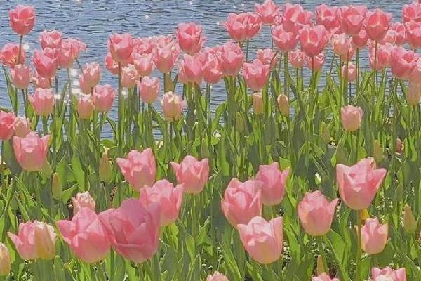 hoa tulip có ý nghĩa gì đặc biệt và nguồn gốc loài hoa tulip