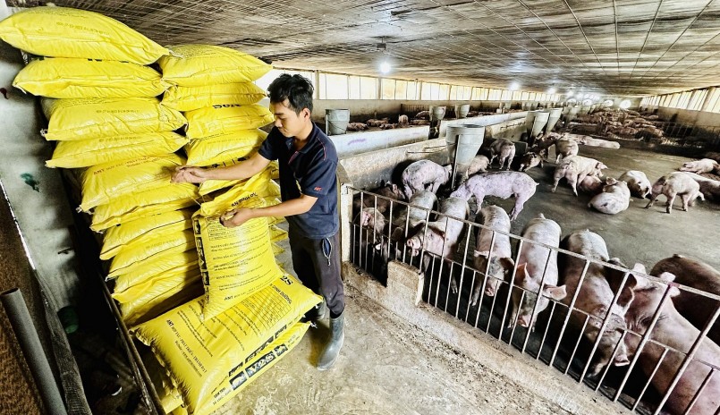 Giá thành chăn nuôi tăng cao nhưng giá bán ở mức thấp kéo dài khiến hàng loạt người dân cho đến doanh nghiệp chăn nuôi heo, bò, gà điêu đứng, thua lỗ nặng. 
