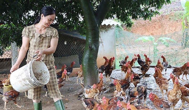 Tại Hà Tĩnh, nhiều hộ chăn nuôi gà công nghiệp cũng đang đứng trước cảnh thua lỗ nặng. 