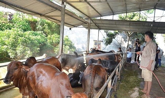 Giá trâu, bò xuống thấp khiến người chăn nuôi ở Tuyên Quang lao đao.