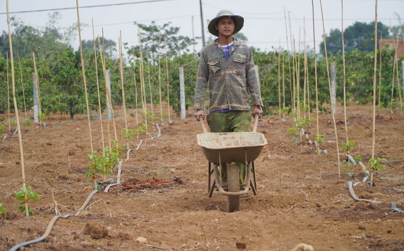 Vườn chanh dây 20 ngày tuổi của gia đình anh Rơ Châm Vui ở xã Ia Mơ Nông sau khi phá bỏ 500 gốc cà phê 20 năm tuổi.