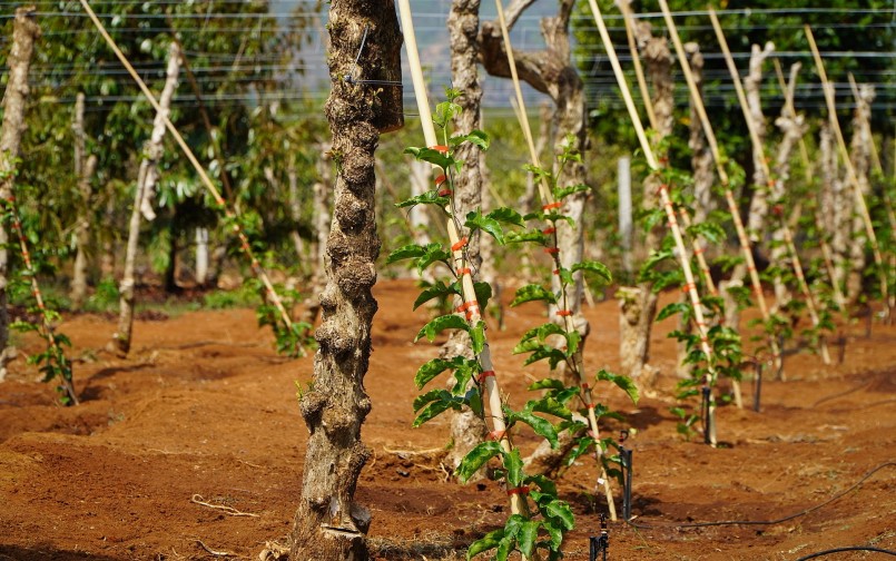 Nhiều nông dân tận dụng sẵn cây cà phê để làm giàn cho chanh dây.