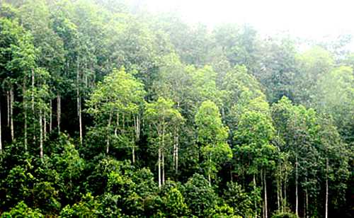 Quảng Ninh: Phát triển rừng bền vững, góp phần thúc đẩy phát triển kinh tế  - xã hội