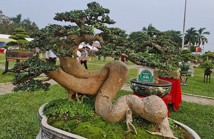 Những cây cảnh, bonsai được mang đến triển lãm đều là những tác phẩm tâm huyết của nghệ nhân khắp cả nước.