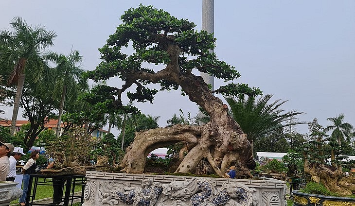 Đánh giá của những nghệ nhân, triển lãm sinh vật cảnh tại Quảng Ngãi quy tụ những cây bonsai cực đẹp, thuộc nhóm hiếm có.