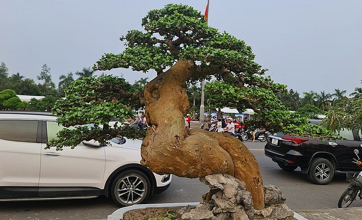 Triển lãm sinh vật cảnh tại Quảng Ngãi đang thu hút 2000 siêu phẩm bonsai tham gia.