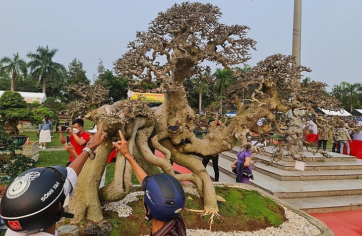2.000 siêu phẩm bonsai 'ngọa hổ tàng long' đang tạo sức hút đặc biệt tại Quảng Ngãi