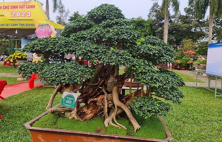 Những dáng cây độc đáo, đa dạng được mang về Quảng Ngãi.