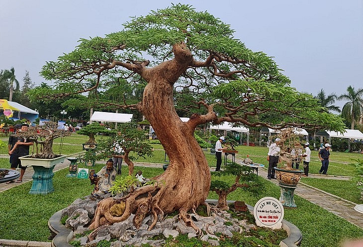 Một trong những siêu phẩm bonsai là cây me cổ của anh Công Thuấn được đánh giá rất cao về độ cổ - kỳ - mỹ.