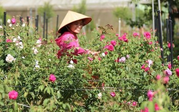 Chăm chút những bông hồng tạo ra dòng trà hữu cơ đẳng cấp bán 1,5 triệu đồng/kg