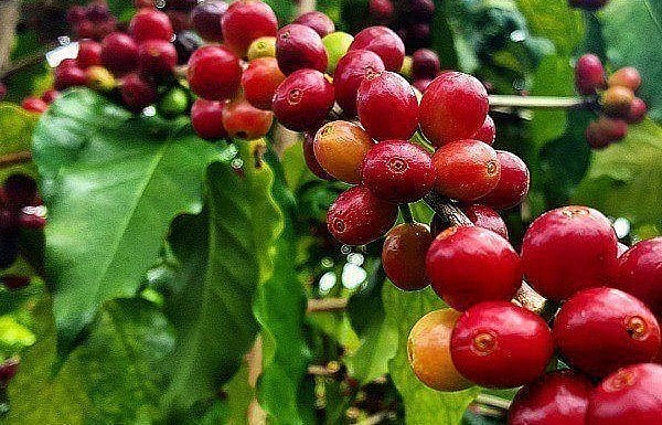 Giá nông sản hôm nay 23/4, trong 6 ngày qua, thị trường cà phê có xu hướng tăng. Kết thúc phiên cuối tuần cà phê chốt ở mốc 51.000 đồng/kg.