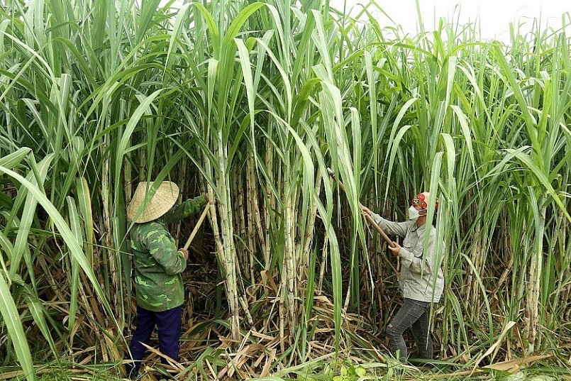 Nông dân Nghệ An phấn khởi với cây mía nguyên liệu