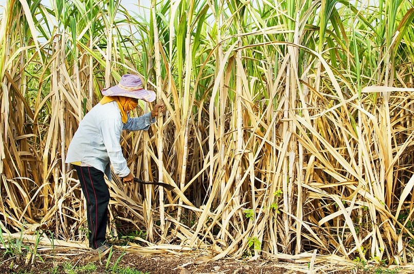 Nông dân Nghệ An phấn khởi với cây mía nguyên liệu