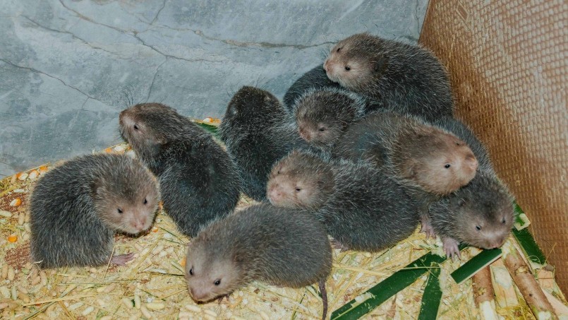 Dúi hay còn gọi là chuột nứa, được xếp vào loại thức ăn đặc sản