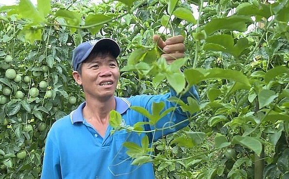 Vườn chanh dây trồng xen của anh Nguyễn Nin ở xã Kiến Thành, huyện Đắk R'lấp.