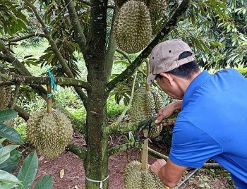 Chuẩn bị thu hoạch hàng nghìn héc ta sầu riêng, 