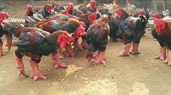 Hưng Yên: Sản lượng thịt hơi gia súc, gia cầm xuất chuồng đều tăng