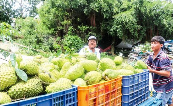 Bắt trend “trà mãng cầu”, mãng cầu xiêm tăng giá vù vù