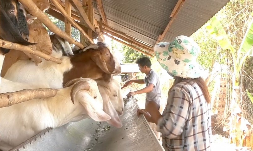 Giá dê thấp kỷ lục người chăn nuôi ở Đồng Nai gồng mình gánh lỗ.