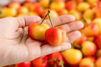 Cherry vàng giá dưới 500.000 đồng một kg gây sốt thị trường