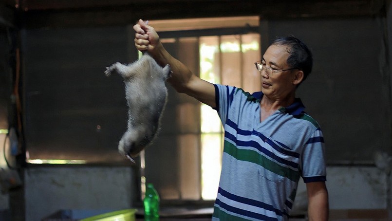 Mô hình chăn nuôi dúi sinh sản của ông Vũ Văn Tam cho thu nhập ổn định