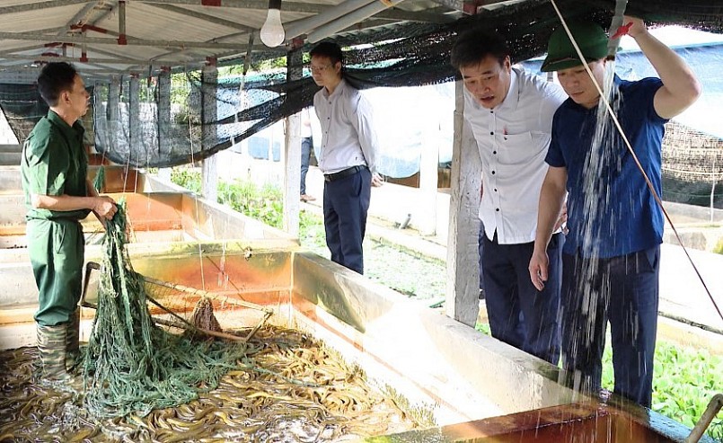 Ông Nguyễn Văn Rõ (xã Hồng Minh, huyện Hưng Hà, Thái Bình) thu lợi nhuận cao từ nuôi lươn