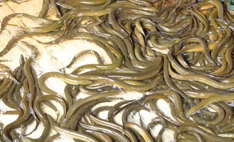Nuôi lươn không bùn trong bể xi măng có lợi thế là mật độ dày và lươn phát triển nhanh.