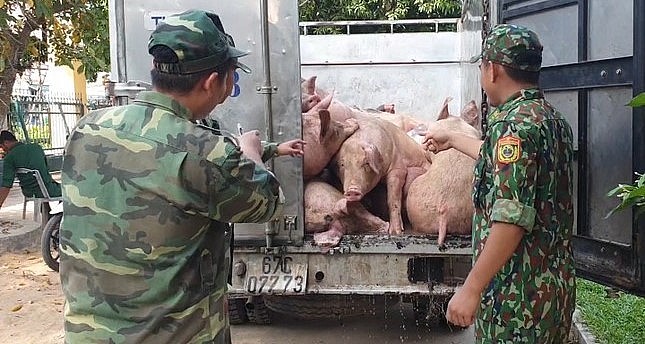 Giá heo hơi hôm nay (03/8) tăng trở lại nhờ nỗ lực ngăn chặn tình trạng heo nhập lậu liên tục tuồn vào Việt Nam.