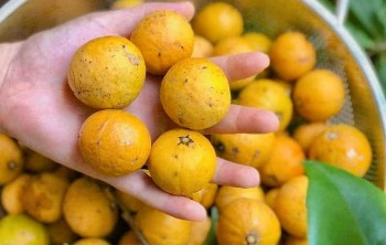 Hàng cây bóng mát cho quả vàng óng giá cao ngất ngưởng, Hà Nội có thêm nghề mới thu nửa triệu mỗi ngày