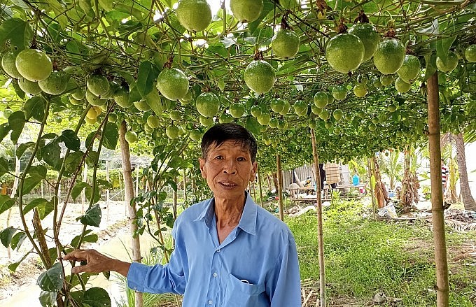 Lão nông Nguyễn Hữu Công bên dàn chanh leo ngọt do chính mình lai tạo. 