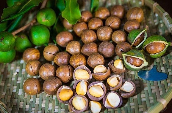 hạt macca được xếp vào top những loại hạt ngon nhất trên thế giới