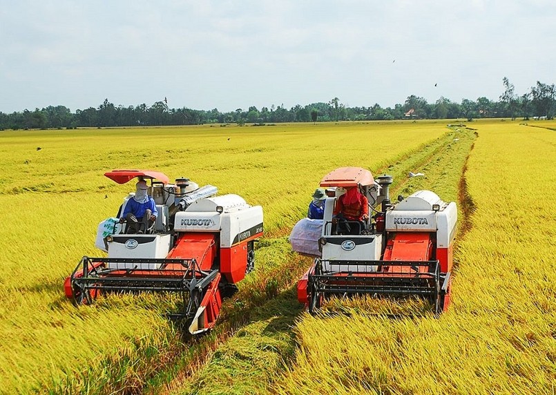 Triển khai Đề án 1 triệu ha lúa chất lượng cao từ vụ đông xuân 2023 – 2024