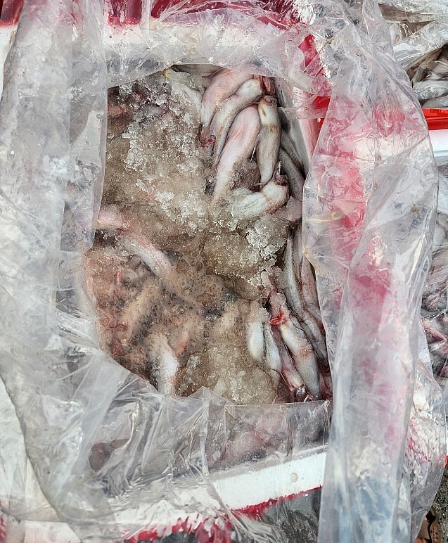 Thanh Hóa: Ngăn chặn phương tiện vận chuyển 4,5 tấn cá khoai chứa chất foocmon
