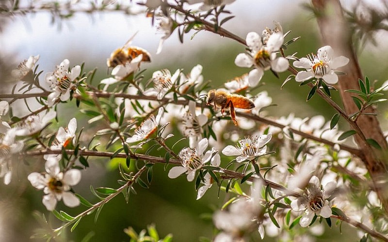 Mật ong manuka là một loại mật ong có nguồn gốc từ New Zealand. 